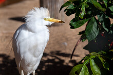 Selective Focus Shot Of A Perched Snowy Egret Bird