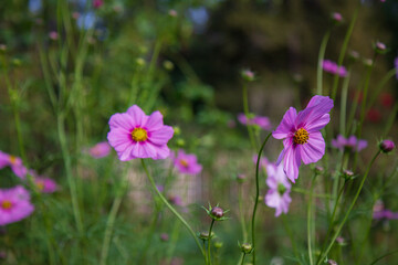 Sticker - Close-up shot of beautiful purple fragrant cosmos flowers in the field during the daytime