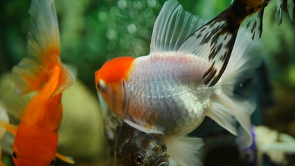 Beautifully colored goldfish swim in the clear aquarium water