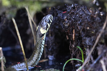 Wall Mural - Closeup shot of a Natrix snake over the water surface in the forest