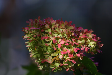 Sticker - Closeup shot of the pink and green Hydrangea flowers in sunlight