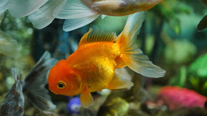 Beautifully colored goldfish swim in the clear aquarium water