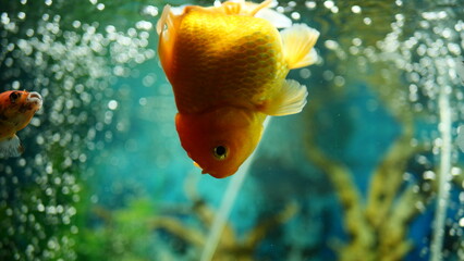 Beautifully colored goldfish swim in the clear aquarium water