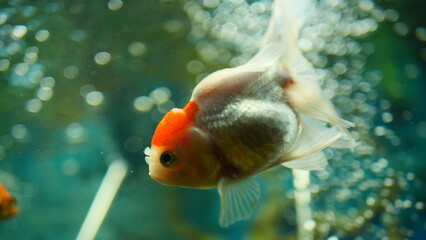 Beautifully colored goldfish swim in the clear aquarium water