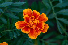 Orange Marigold Flower On A Green Background On A Summer Sunny Day Macro Photography. Blooming Tagetes Flower With Red Petals In Summer, Close-up Photo.	