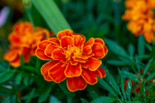 Orange Marigold Flower On A Green Background On A Summer Sunny Day Macro Photography. Blooming Tagetes Flower With Red Petals In Summer, Close-up Photo.	
