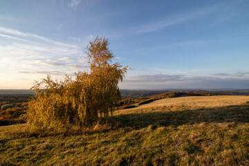 Wall Mural - autumn landscape with trees and blue sky