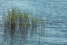 Young Green Reed Stalks Grown In Shallow Water Lit By The Sun's Rays