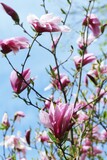 Fototapeta  - Flowers and branches of blooming pink magnolia on a background of blue sky in a park, garden, in a natural environment, spring