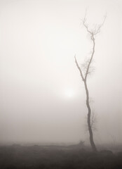 Wall Mural - trees in mist on heath with other trees in the background