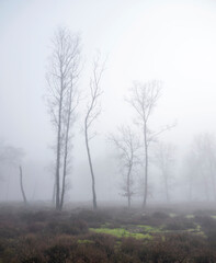 Canvas Print - trees in mist on heath with other trees in the background