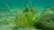 Neptune grass or Mediterranean tapeweed (Posidonia oceanica) undersea, Aegean Sea, Greece, Halkidiki