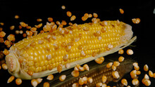 MACRO: Tiny Kernels Of Corn Fall Onto A Raw Cob On The Polished Dining Table.