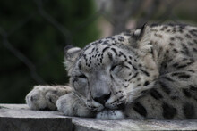 Closeup Of A Snow Leopard Sleeping In A Cage At A Zoo