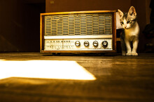 Closeup Of A Cute Kitten Standing By An Old Radio.