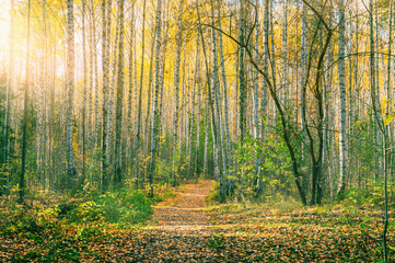 Wall Mural - a sunny path in the autumn forest.