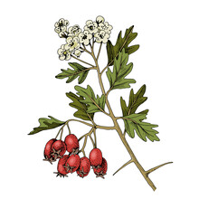 Hand Drawn Hawthorn With Berries And Blossoms