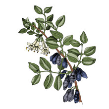 Honeysuckle With Blue Berries And Blossoms
