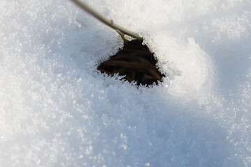 Canvas Print - grass under the snow