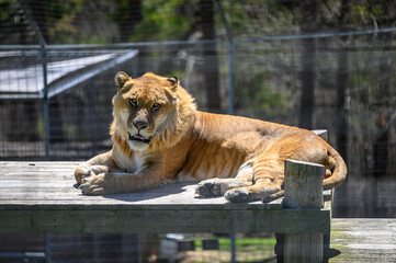 Wall Mural - Beautiful shot of a lion in a zoo during the day