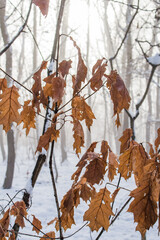 Poster - dry oak leaves..