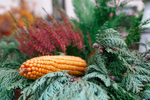 Closeup Shot Of A Corncob On Decorated Fir Leaves For Holidays