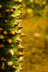 Sticker - Vertical closeup shot of the bark of ceiba speciosa, silk floss tree