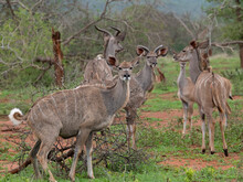 A Small Herd Of Greater Kudu Cows , Zimanga Private Game Reserve Kwazulu Natal.
