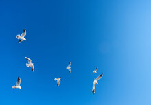Close-up A Group Of Large White Seagulls Soaring In The Cloud Blue Sky. White Wild Birds Flying Against The Sky.