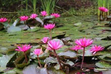 Indian Red Water Lily (Nymphaea Pubescens) - Sri Lanka, Asia