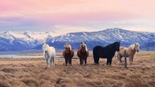 Icelandic Horses, Close-up, Icelandic Stallion Posing In A Field Surrounded By Scenic Volcanic Nature Of Iceland. Furry Animals In The Wild, Mountain Landscape. Wildlife Of The North