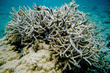 Fototapeta Do akwarium - coral life fish 