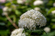 © Anton - Blooming white hydrangea flowers macro photography on a summer day. Large cap of garden hydrangea with white flowers close-up photo in summertime. Large ball of flowers with white petals.