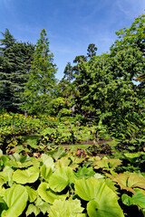 Wall Mural - Culzean Park in summertime - Scotland