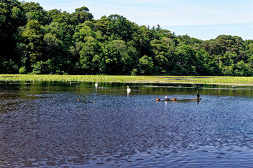 Wall Mural - Swan Pond - Culzean Park in summertime - Scotland