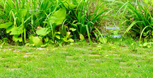 Lakeside, Cattail And Green Grass. Wide Photo.