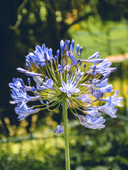 Wall Mural - Closeup shot of an agapanthus flower with blurred background