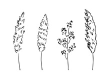 Hand-drawn Vector Drawing In Black Outline. Set Of Panicle Inflorescences, Steppe Pampas Grass, Wild Reeds. Nature, Plants For Boho Style Decoration.