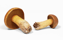 Two Mushrooms Xerocomus Are Liying On White Background, Isolated, Closeup