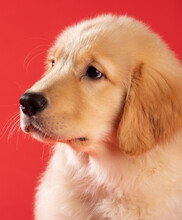 Portrait Of Golden Retriever Puppy Dog Isolated On Seamless Red Background