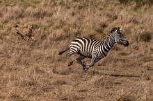 Cheetah Chasing A Zebra In The Bush, Masai Mara, Kenya