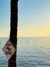 Beware Crocodile Sighting Sign On A Tree, Islamorada, Florida Keys, Florida, USA