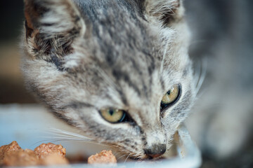 Sticker - Shallow focus of a gray tabby cat eating food