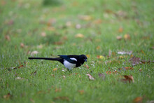 Closeup Shot Of An Adorable Magpie On The Grass