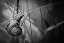 Grayscale Shot Of A Snail Crawling On A Grass
