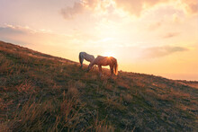 Gorgeous Dawn Scenery. Horses On A Mountain Pasture In The Morning, Under The Beautiful Sunrise Sky.