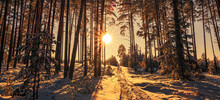Landscape With Winter Forest And Sunset