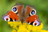 Fototapeta  - Motyl w puszczy 3