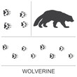Silhouette of a wolverine and prints of the hind and fore paws. Vector illustration on a white background.