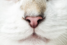 White Cat's Nose, Macro View. Curious Animal Portrait Close Up